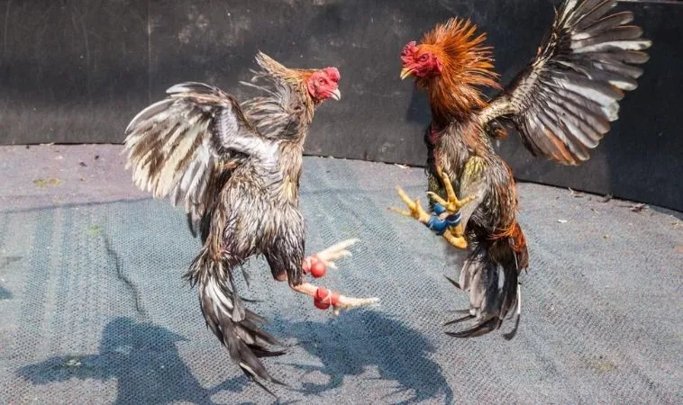 Bật Mí Cách Chơi Đá Gà Sabong 88VV Giúp Bạn Thắng Lớn Mỗi Ngày 1 Đá Gà Sabong 88VV