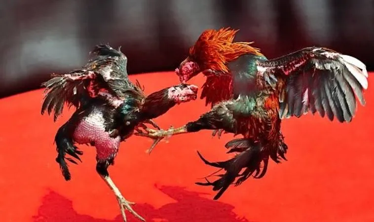 Hướng Dẫn Cách Chơi Đá Gà GA28 Tại 88VV Từ A Tới Z Cho Kê Thủ 1 Đá Gà GA28 Tại 88VV